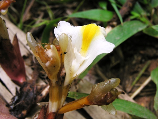 ว่านสาวหลง Amomum biflorum Jack<br/>ZINGIBERACEAE